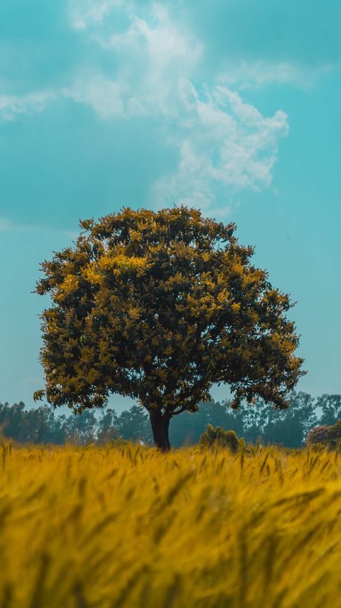 Download wallpaper 2160x3840 tree, field, rye, landscape samsung galaxy s4, s5, note, sony xperia z, z1, z2, z3, htc one, lenovo vibe hd background