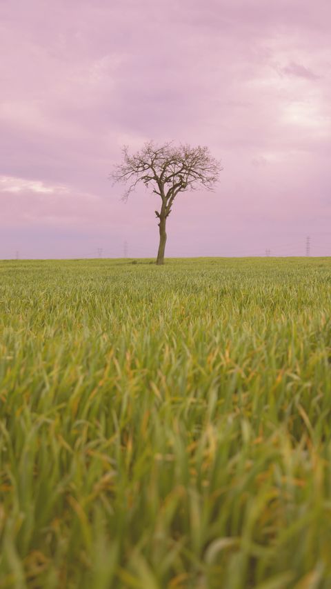 Download wallpaper 2160x3840 tree, grass, field, nature samsung galaxy s4, s5, note, sony xperia z, z1, z2, z3, htc one, lenovo vibe hd background