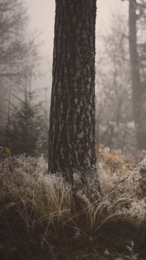 Download wallpaper 2160x3840 tree, grass, fog, forest samsung galaxy s4, s5, note, sony xperia z, z1, z2, z3, htc one, lenovo vibe hd background