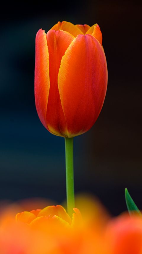 Download wallpaper 2160x3840 tulip, flower, petals, plant, red samsung galaxy s4, s5, note, sony xperia z, z1, z2, z3, htc one, lenovo vibe hd background