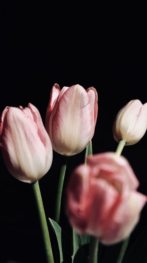 Download wallpaper 2160x3840 tulips, flowers, bouquet, pink, black samsung galaxy s4, s5, note, sony xperia z, z1, z2, z3, htc one, lenovo vibe hd background