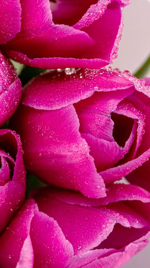 Download wallpaper 2160x3840 tulips, flowers, petals, drops, pink, macro samsung galaxy s4, s5, note, sony xperia z, z1, z2, z3, htc one, lenovo vibe hd background