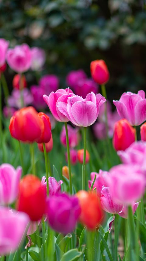 Download wallpaper 2160x3840 tulips, flowers, plants, field, bright samsung galaxy s4, s5, note, sony xperia z, z1, z2, z3, htc one, lenovo vibe hd background