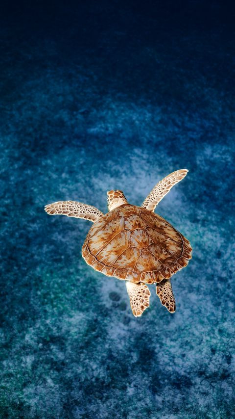 Download wallpaper 2160x3840 turtle, shell, water, sea samsung galaxy s4, s5, note, sony xperia z, z1, z2, z3, htc one, lenovo vibe hd background