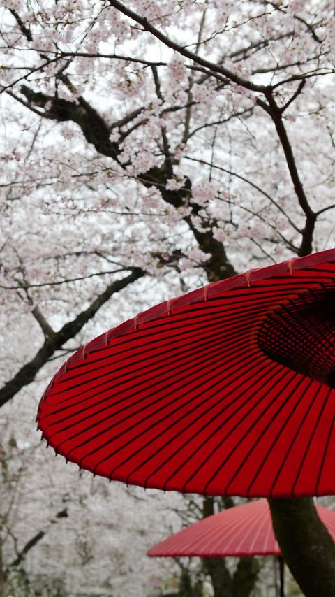 Download wallpaper 2160x3840 umbrellas, sakura, flowers, bloom, japan samsung galaxy s4, s5, note, sony xperia z, z1, z2, z3, htc one, lenovo vibe hd background