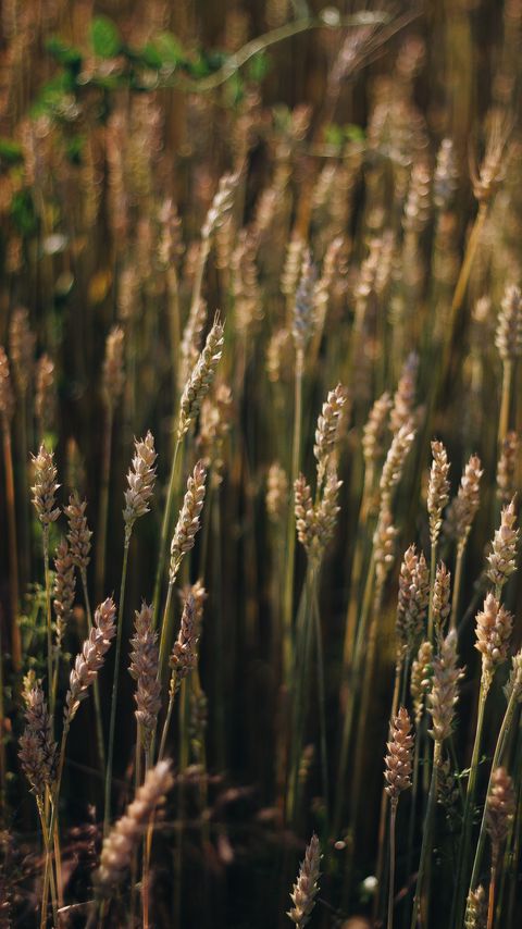 Download wallpaper 2160x3840 wheat, field, ears, plant, macro samsung galaxy s4, s5, note, sony xperia z, z1, z2, z3, htc one, lenovo vibe hd background