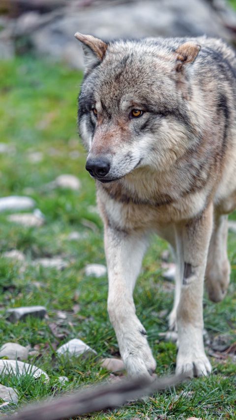 Download wallpaper 2160x3840 wolf, predator, glance, animal, wildlife samsung galaxy s4, s5, note, sony xperia z, z1, z2, z3, htc one, lenovo vibe hd background