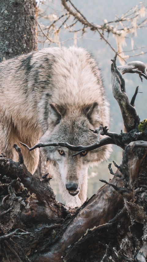 Download wallpaper 2160x3840 wolf, predator, grin, tree, branches, wildlife samsung galaxy s4, s5, note, sony xperia z, z1, z2, z3, htc one, lenovo vibe hd background