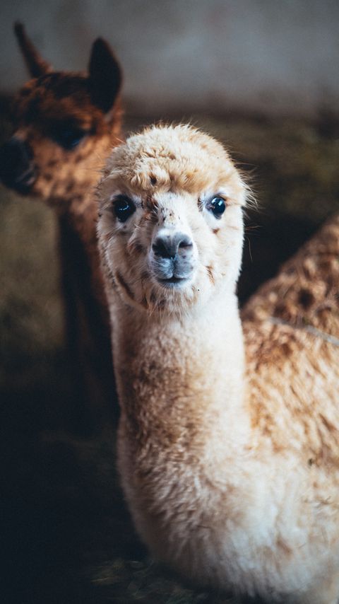 Download wallpaper 2160x3840 alpaca, animal, cute, funny, cool samsung galaxy s4, s5, note, sony xperia z, z1, z2, z3, htc one, lenovo vibe hd background