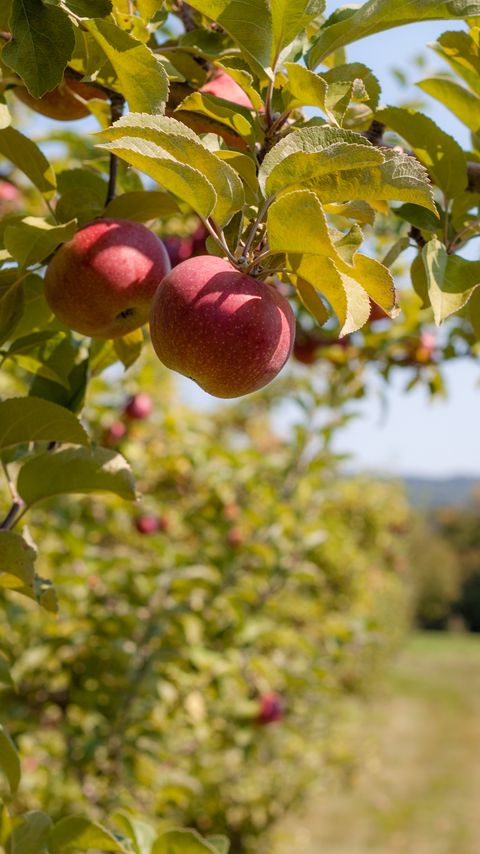 Download wallpaper 2160x3840 apples, fruit, branch, red, ripe, harvest samsung galaxy s4, s5, note, sony xperia z, z1, z2, z3, htc one, lenovo vibe hd background