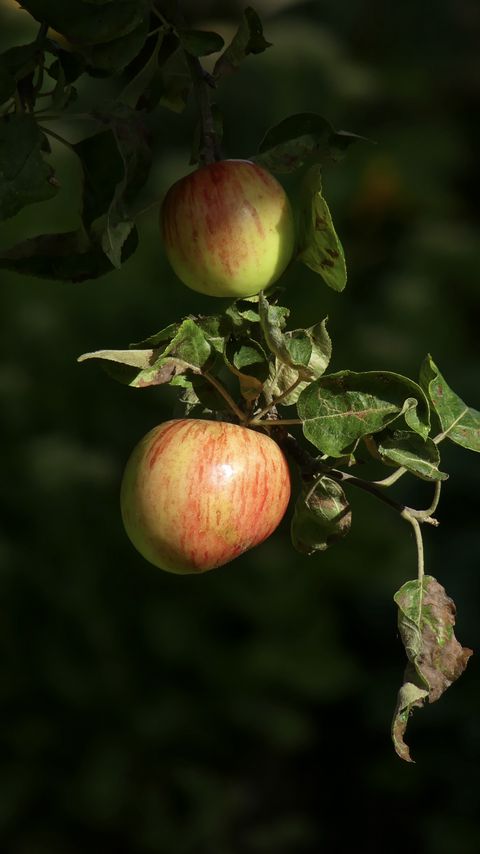 Download wallpaper 2160x3840 apples, fruit, branch, macro samsung galaxy s4, s5, note, sony xperia z, z1, z2, z3, htc one, lenovo vibe hd background