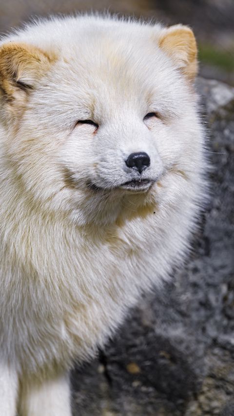 Download wallpaper 2160x3840 arctic fox, animal, cute, furry samsung galaxy s4, s5, note, sony xperia z, z1, z2, z3, htc one, lenovo vibe hd background