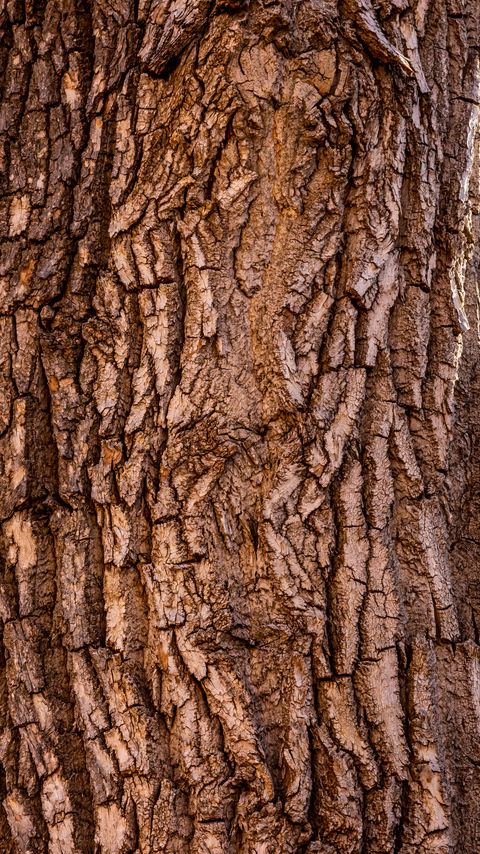 Download wallpaper 2160x3840 bark, tree, texture, surface, brown samsung galaxy s4, s5, note, sony xperia z, z1, z2, z3, htc one, lenovo vibe hd background