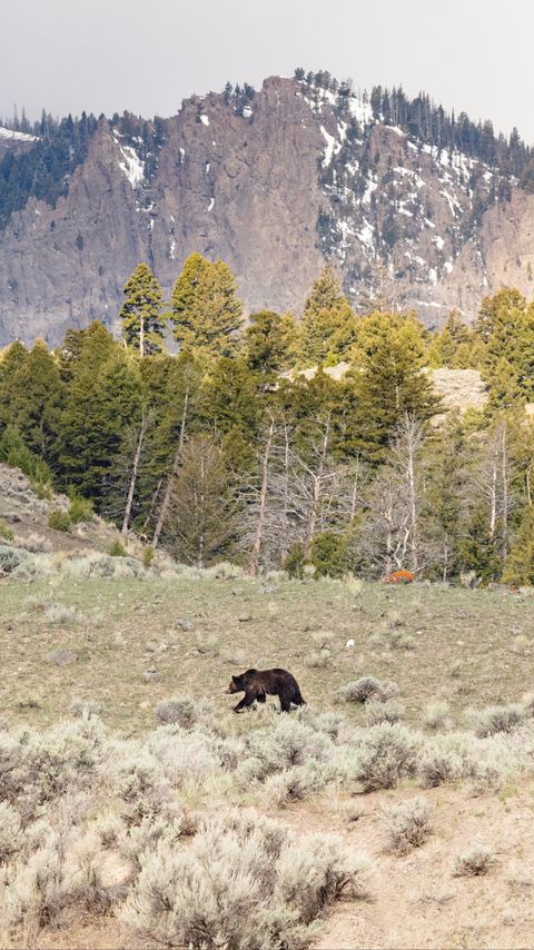 Download wallpaper 2160x3840 bear, animal, mountains, trees, wildlife samsung galaxy s4, s5, note, sony xperia z, z1, z2, z3, htc one, lenovo vibe hd background