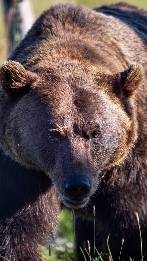 Download wallpaper 2160x3840 bear, animal, predator, grass samsung galaxy s4, s5, note, sony xperia z, z1, z2, z3, htc one, lenovo vibe hd background