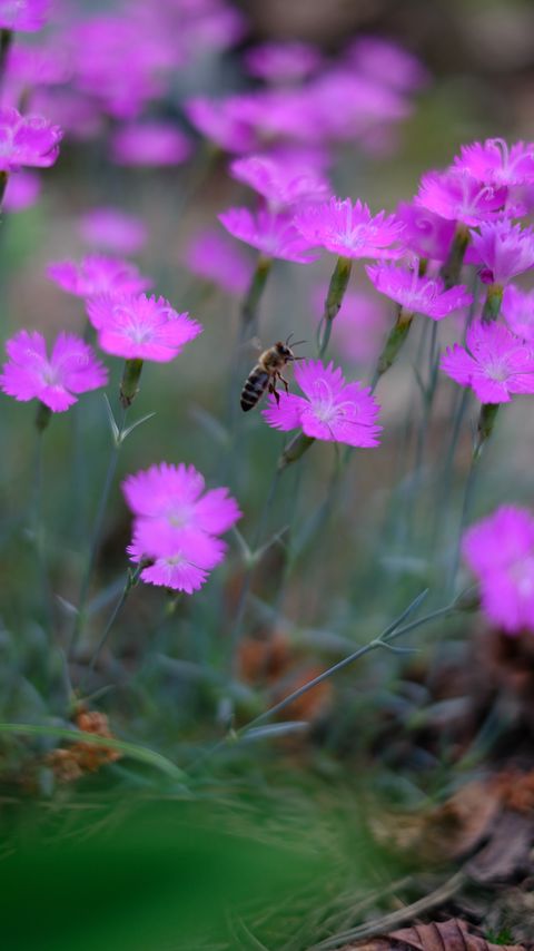 Download wallpaper 2160x3840 bee, insect, flowers, petals, macro samsung galaxy s4, s5, note, sony xperia z, z1, z2, z3, htc one, lenovo vibe hd background