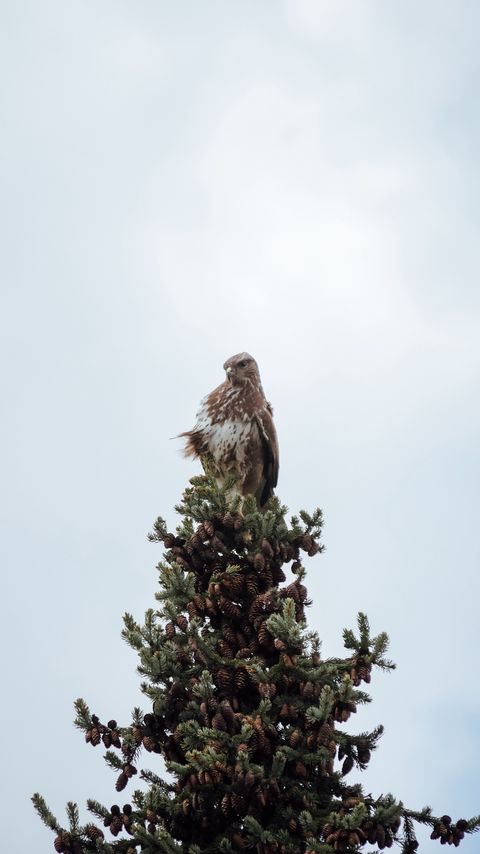 Download wallpaper 2160x3840 bird, spruce, pine cones, tree, wildlife samsung galaxy s4, s5, note, sony xperia z, z1, z2, z3, htc one, lenovo vibe hd background