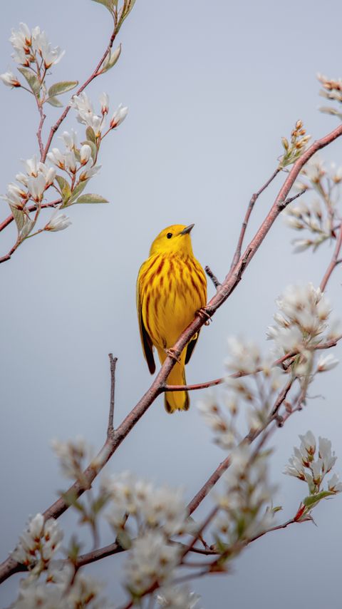 Download wallpaper 2160x3840 bird, yellow, branch, flowers samsung galaxy s4, s5, note, sony xperia z, z1, z2, z3, htc one, lenovo vibe hd background