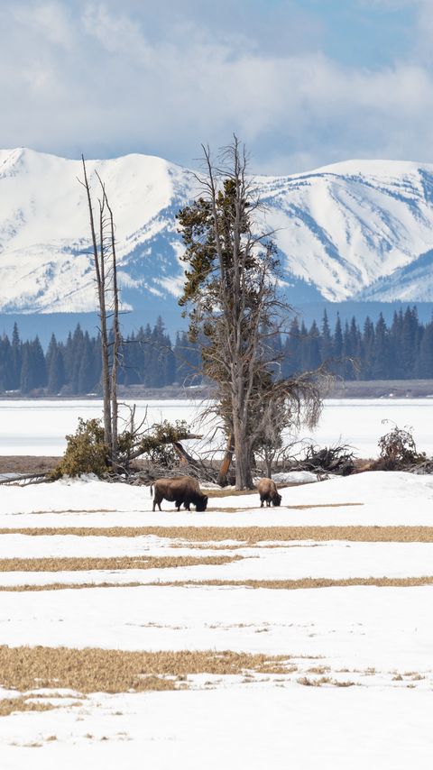 Download wallpaper 2160x3840 bison, animals, wildlife, snow, winter samsung galaxy s4, s5, note, sony xperia z, z1, z2, z3, htc one, lenovo vibe hd background