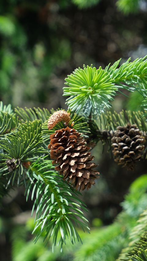 Download wallpaper 2160x3840 branch, cones, needles, plant, green, macro samsung galaxy s4, s5, note, sony xperia z, z1, z2, z3, htc one, lenovo vibe hd background