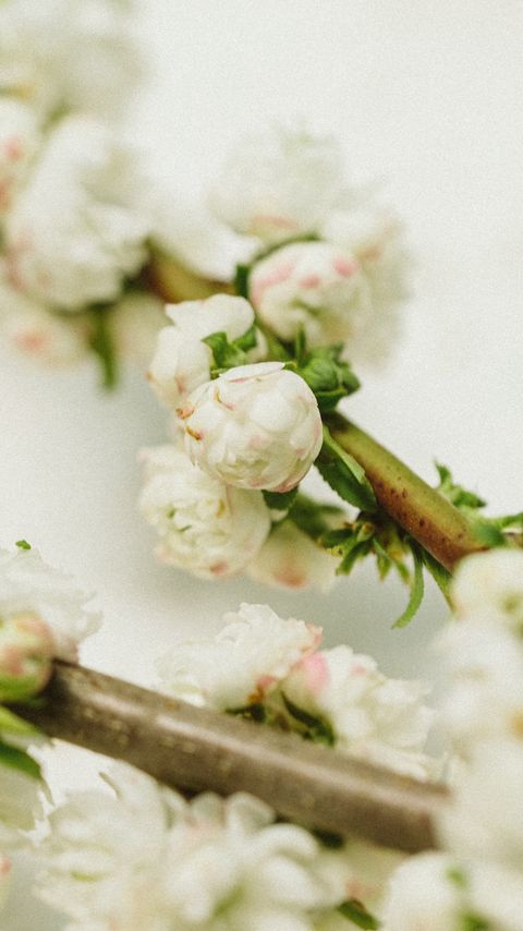 Download wallpaper 2160x3840 branch, flowers, buds, white, macro samsung galaxy s4, s5, note, sony xperia z, z1, z2, z3, htc one, lenovo vibe hd background