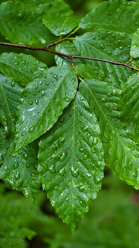 Download wallpaper 2160x3840 branch, leaves, drops, macro, wet, green samsung galaxy s4, s5, note, sony xperia z, z1, z2, z3, htc one, lenovo vibe hd background