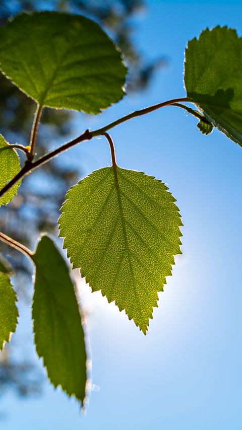 Download wallpaper 2160x3840 branch, leaves, sky, macro samsung galaxy s4, s5, note, sony xperia z, z1, z2, z3, htc one, lenovo vibe hd background