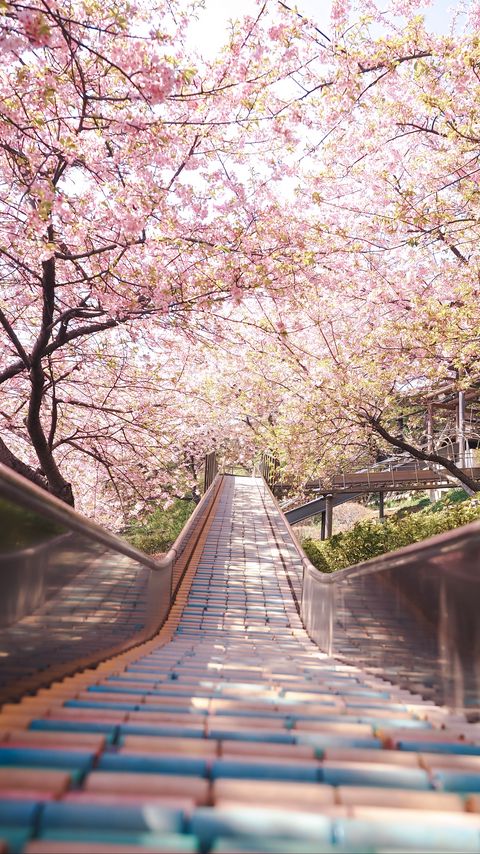 Download wallpaper 2160x3840 bridge, path, sakura, flowers, spring, japan samsung galaxy s4, s5, note, sony xperia z, z1, z2, z3, htc one, lenovo vibe hd background