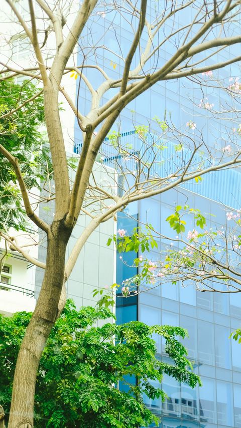 Download wallpaper 2160x3840 building, glass, tree, branches, leaves, light samsung galaxy s4, s5, note, sony xperia z, z1, z2, z3, htc one, lenovo vibe hd background