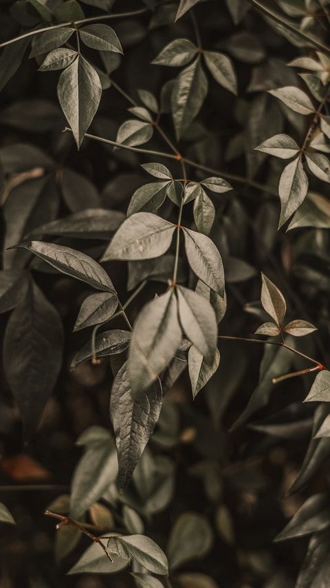 Download wallpaper 2160x3840 bush, leaves, branches, macro samsung galaxy s4, s5, note, sony xperia z, z1, z2, z3, htc one, lenovo vibe hd background