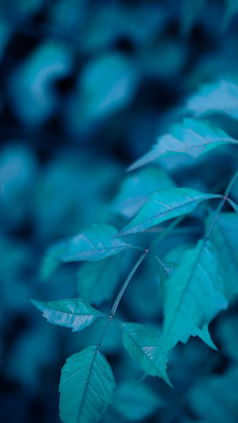 Download wallpaper 2160x3840 bush, leaves, macro samsung galaxy s4, s5, note, sony xperia z, z1, z2, z3, htc one, lenovo vibe hd background