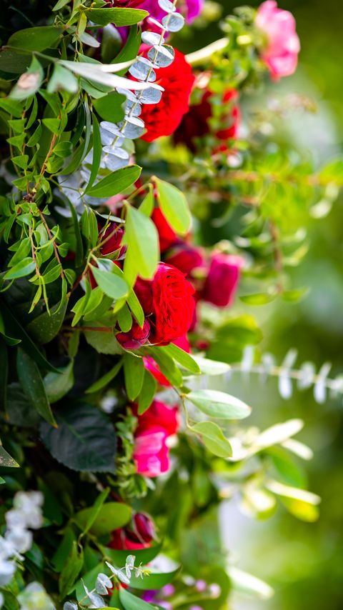 Download wallpaper 2160x3840 bush, roses, flowers, leaves, macro samsung galaxy s4, s5, note, sony xperia z, z1, z2, z3, htc one, lenovo vibe hd background