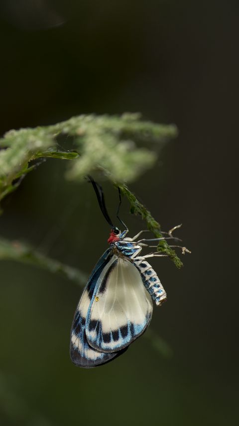 Download wallpaper 2160x3840 butterfly, insect, branch, macro, blur samsung galaxy s4, s5, note, sony xperia z, z1, z2, z3, htc one, lenovo vibe hd background