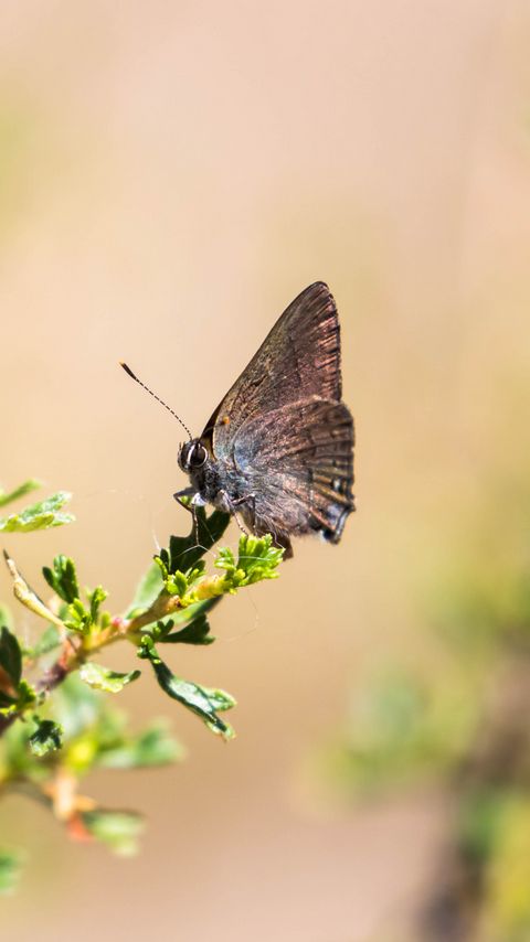 Download wallpaper 2160x3840 butterfly, insect, branches, leaves, macro samsung galaxy s4, s5, note, sony xperia z, z1, z2, z3, htc one, lenovo vibe hd background