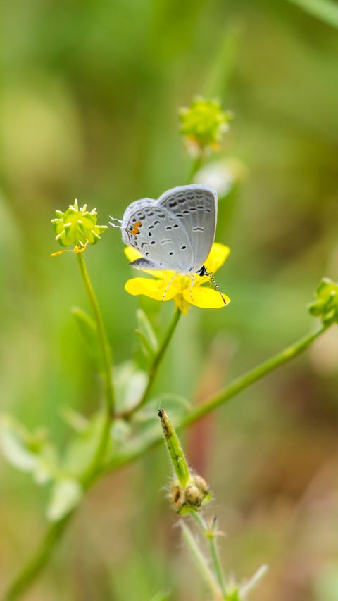 Download wallpaper 2160x3840 butterfly, insect, flower, grass, macro samsung galaxy s4, s5, note, sony xperia z, z1, z2, z3, htc one, lenovo vibe hd background