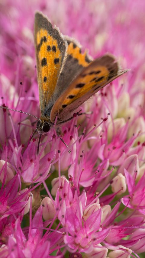 Download wallpaper 2160x3840 butterfly, insect, flowers, macro, pink samsung galaxy s4, s5, note, sony xperia z, z1, z2, z3, htc one, lenovo vibe hd background