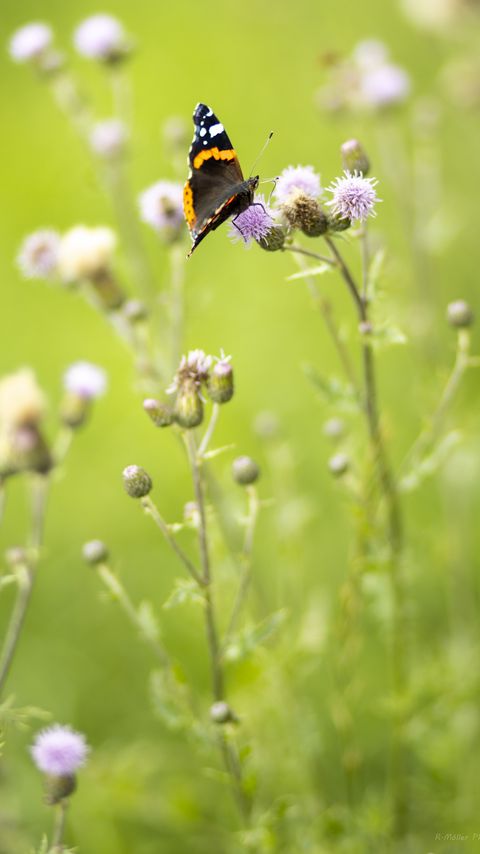 Download wallpaper 2160x3840 butterfly, insect, flowers, plants, macro samsung galaxy s4, s5, note, sony xperia z, z1, z2, z3, htc one, lenovo vibe hd background