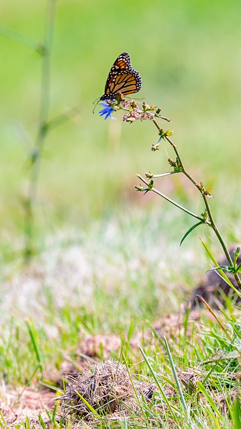 Download wallpaper 2160x3840 butterfly, insect, grasses, plant, macro samsung galaxy s4, s5, note, sony xperia z, z1, z2, z3, htc one, lenovo vibe hd background