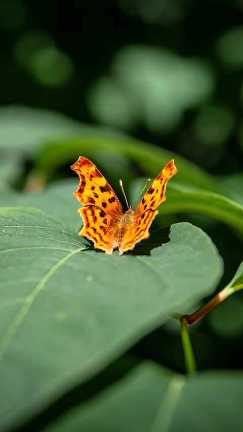 Download wallpaper 2160x3840 butterfly, insect, leaves, macro, green samsung galaxy s4, s5, note, sony xperia z, z1, z2, z3, htc one, lenovo vibe hd background