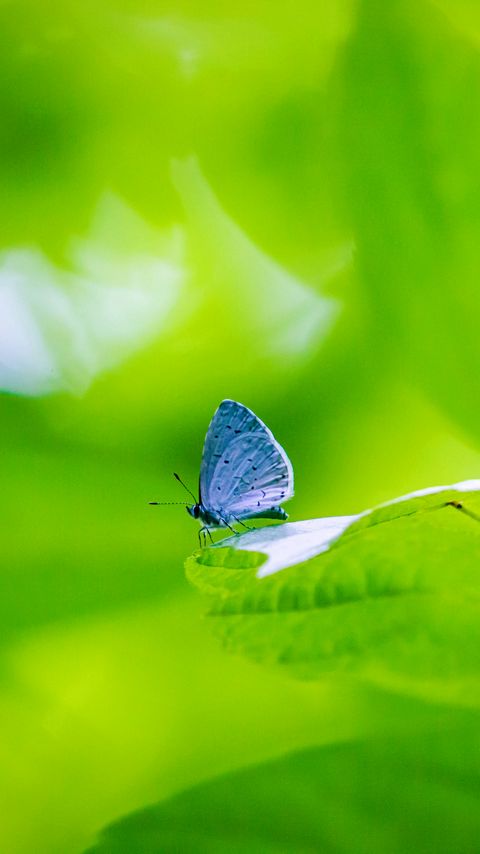 Download wallpaper 2160x3840 butterfly, insect, plant, leaf, macro samsung galaxy s4, s5, note, sony xperia z, z1, z2, z3, htc one, lenovo vibe hd background