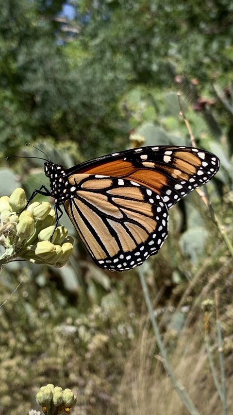 Download wallpaper 2160x3840 butterfly, insect, wings, plant, macro samsung galaxy s4, s5, note, sony xperia z, z1, z2, z3, htc one, lenovo vibe hd background