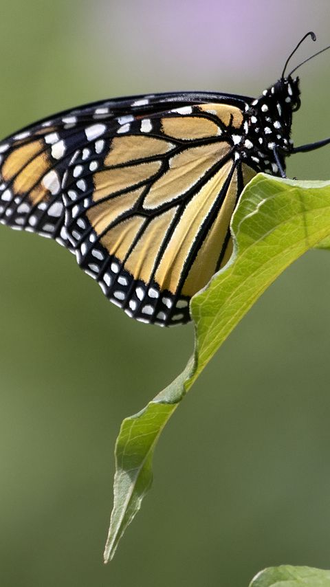 Download wallpaper 2160x3840 butterfly, insect, wings, leave, macro samsung galaxy s4, s5, note, sony xperia z, z1, z2, z3, htc one, lenovo vibe hd background