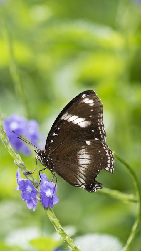 Download wallpaper 2160x3840 butterfly, insect, wings, plant, macro, blur samsung galaxy s4, s5, note, sony xperia z, z1, z2, z3, htc one, lenovo vibe hd background