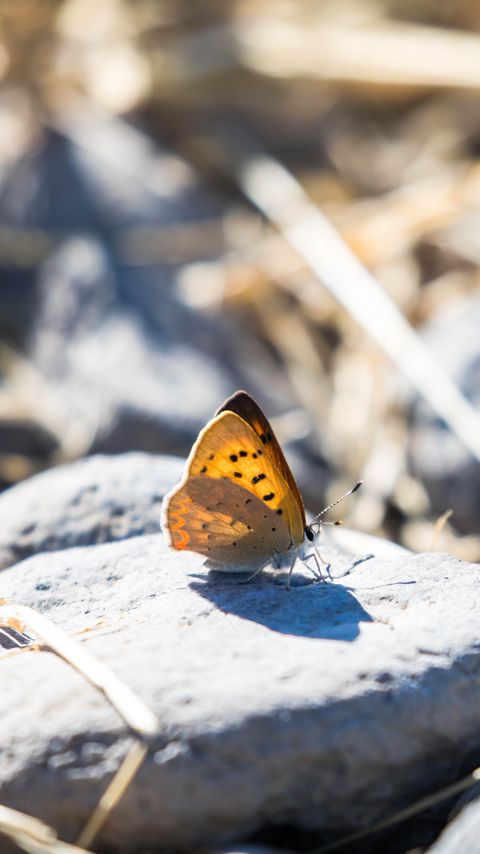 Download wallpaper 2160x3840 butterfly, insect, wings, stones, macro samsung galaxy s4, s5, note, sony xperia z, z1, z2, z3, htc one, lenovo vibe hd background