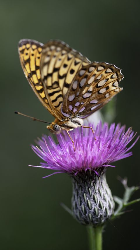 Download wallpaper 2160x3840 butterfly, wings, insect, flower, macro samsung galaxy s4, s5, note, sony xperia z, z1, z2, z3, htc one, lenovo vibe hd background