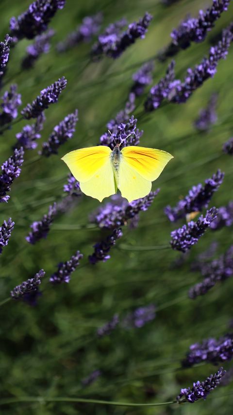 Download wallpaper 2160x3840 butterfly, wings, insect, yellow, flowers, macro samsung galaxy s4, s5, note, sony xperia z, z1, z2, z3, htc one, lenovo vibe hd background