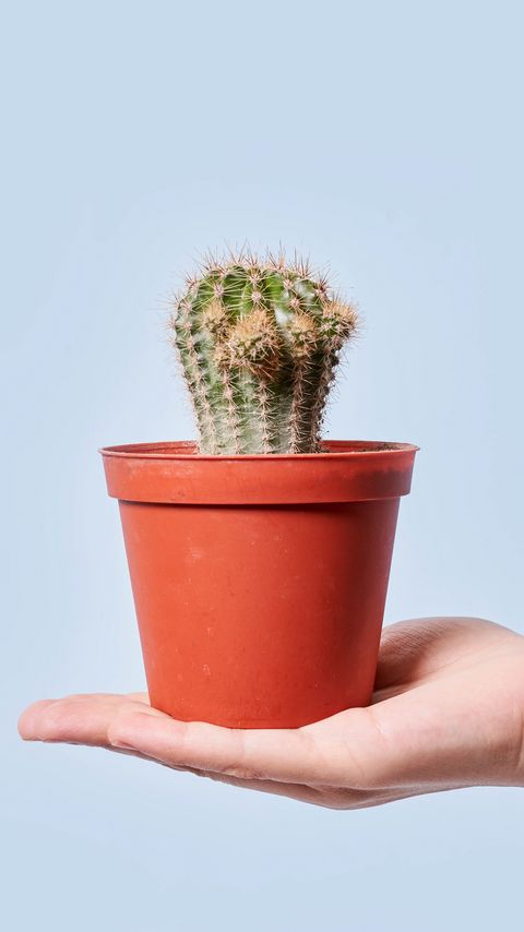 Download wallpaper 2160x3840 cactus, plant, pot, hand samsung galaxy s4, s5, note, sony xperia z, z1, z2, z3, htc one, lenovo vibe hd background