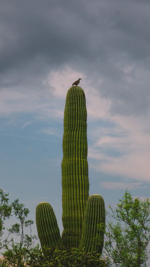 Download wallpaper 2160x3840 cactus, plant, trees, bird, clouds, nature samsung galaxy s4, s5, note, sony xperia z, z1, z2, z3, htc one, lenovo vibe hd background