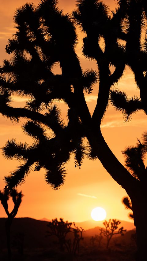 Download wallpaper 2160x3840 cactus, silhouette, sunset, dark samsung galaxy s4, s5, note, sony xperia z, z1, z2, z3, htc one, lenovo vibe hd background