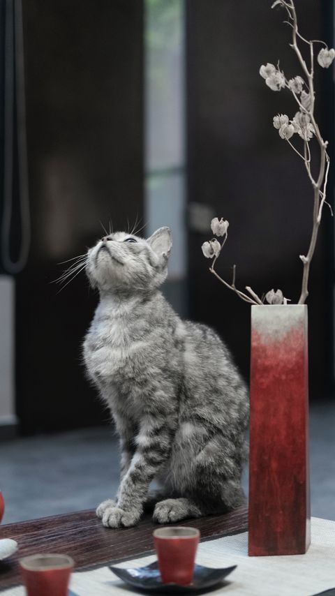 Download wallpaper 2160x3840 cat, pet, glance, candles, cute samsung galaxy s4, s5, note, sony xperia z, z1, z2, z3, htc one, lenovo vibe hd background